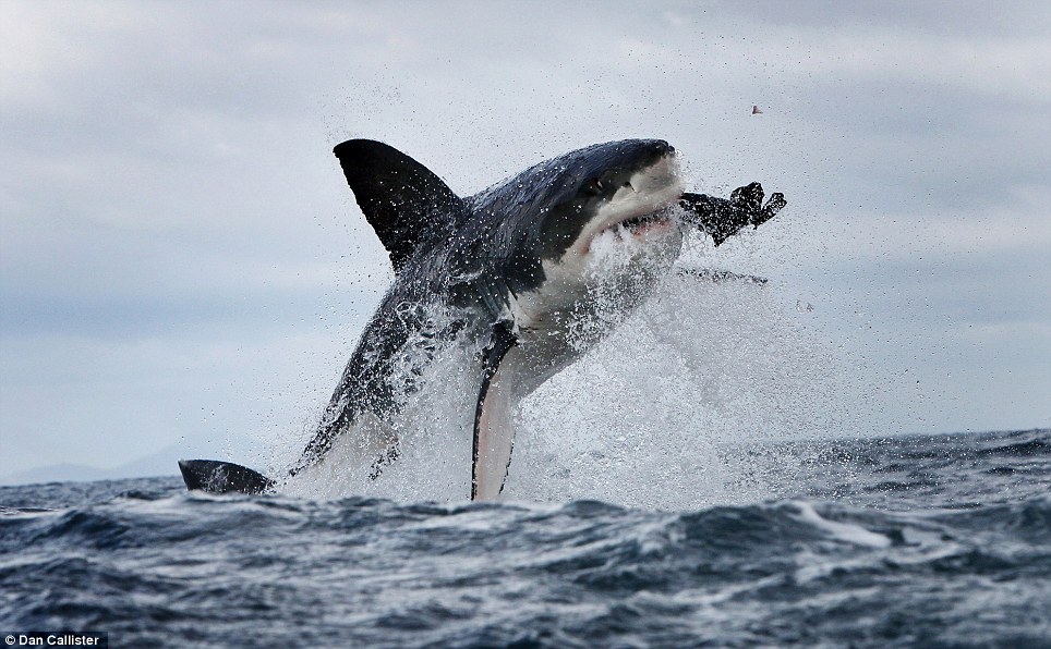 shark eating seal hd
